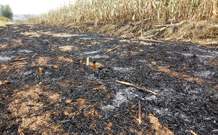 秸秆草莓视频下载网站增加秸秆利用渠道，减少秸秆乱烧现象
