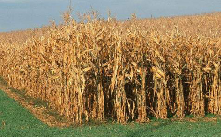 玉米秸秆 生物质草莓视频下载网站械