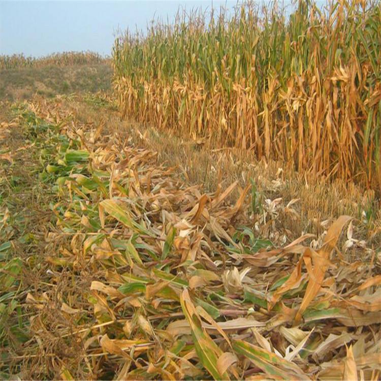 生物质草莓视频下载网站械