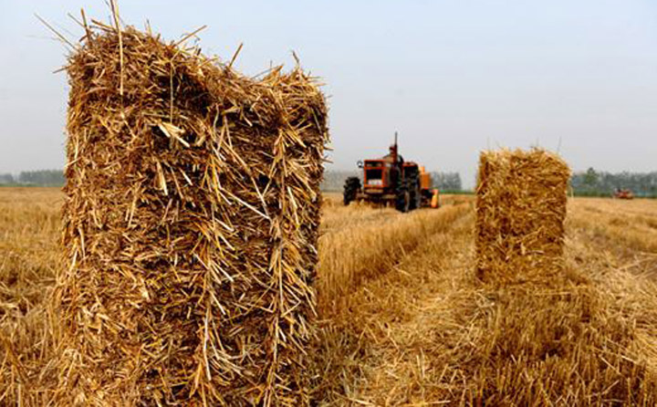 农林剩余物是宝贵的生物质资源 生物质草莓视频下载网站械
