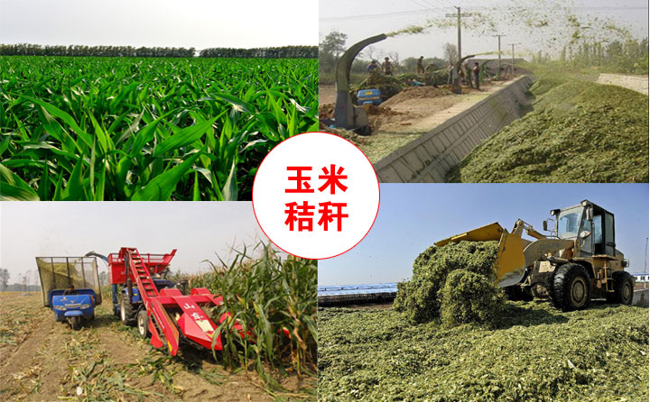 玉米秸秆综合利用 生物质草莓视频下载网站械