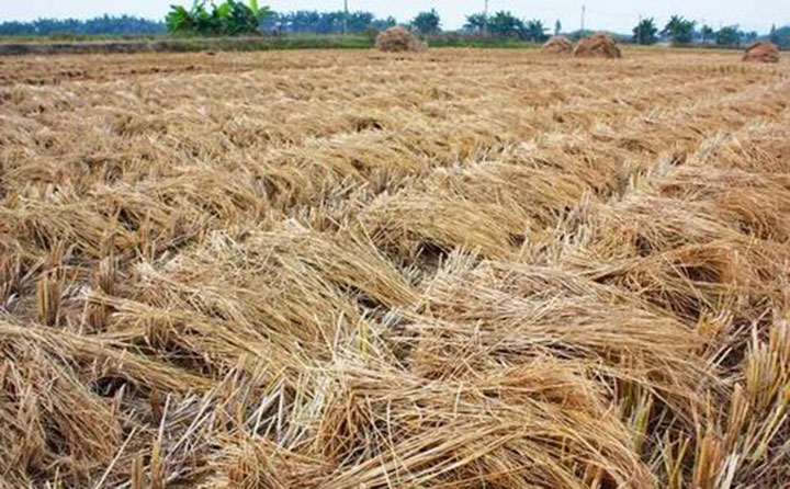 秸秆 生物质草莓视频下载网站械