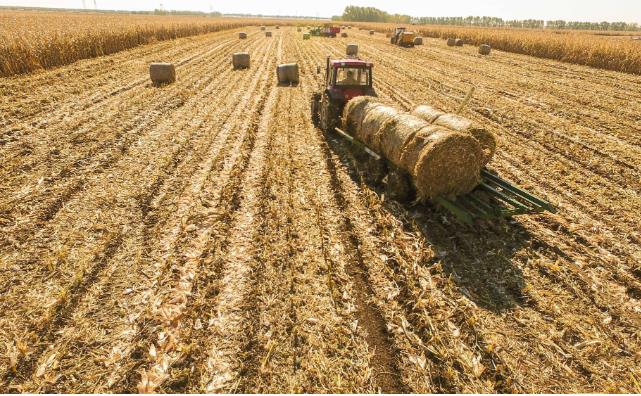 生物质草莓视频下载网站原料 生物质草莓视频下载网站原料