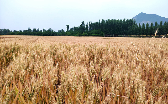 农作物秸秆 农作物秸秆