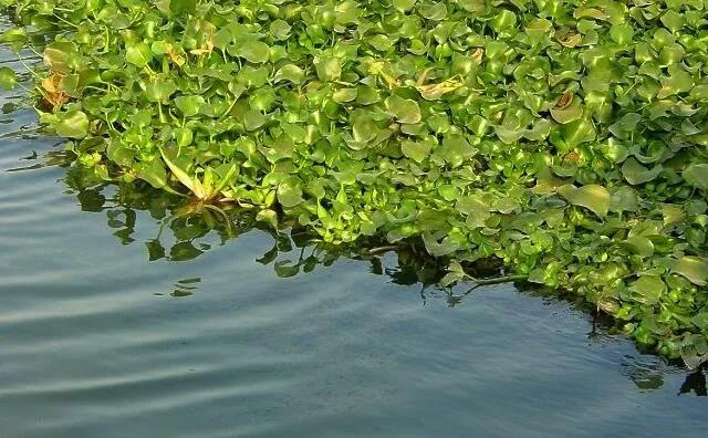 水葫芦藤曼 水葫芦藤曼