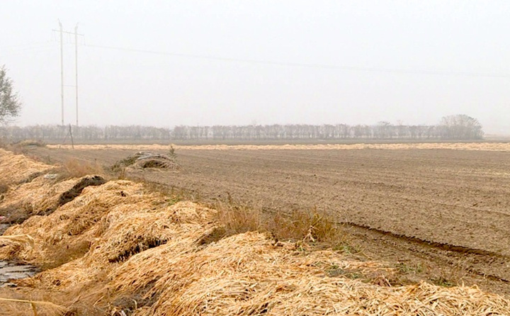 在潍坊,每亩地大约会产生5吨左右的姜秸秆