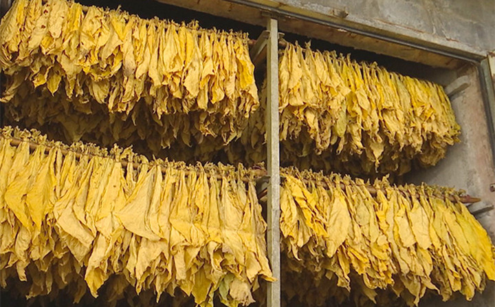 生物质燃料草莓视频下载网站颗粒全产业链,利用木材边角料、秸秆、稻草、稻壳、花生壳、玉米芯、油茶壳、棉籽壳等废料,加工形成块状和颗粒状环保新能源,助力烤烟烘烤,推进乡村振兴 生物质燃料草莓视频下载网站颗粒全产业链,利用木材边角料、秸秆、稻草、稻壳、花生壳、玉米芯、油茶壳、棉籽壳等废料,加工形成块状和颗粒状环保新能源,助力烤烟烘烤,推进乡村振兴