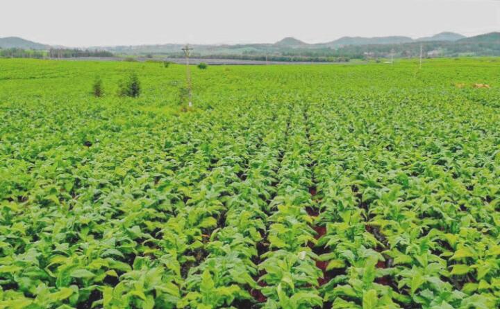 葱绿的烟叶 葱绿的烟叶