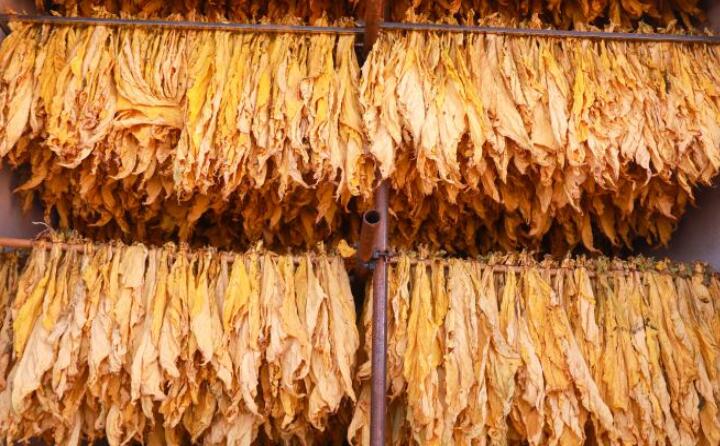 一排排烟叶染“金”出炉 一排排烟叶染“金”出炉