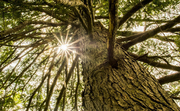 生物质草莓视频下载网站，主要都加工哪些原料？