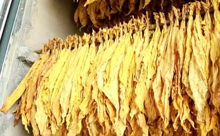 湖南嘉禾：生物质烤房点“绿”成“金”