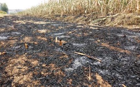 秸秆草莓视频下载网站增加秸秆利用渠道，减少秸秆乱烧现象