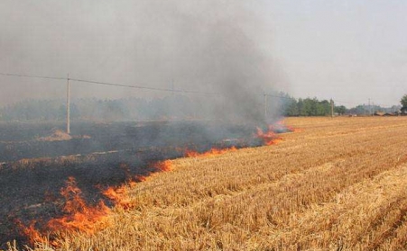 农作物后的秸秆不能烧，用了秸秆草莓视频下载网站能变钱！