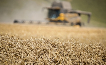 看这里！了解木屑草莓视频下载网站如何利用废弃物