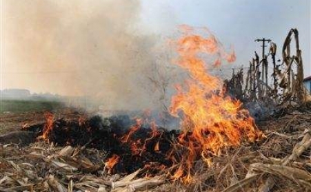 秸秆草莓视频下载网站让秸秆成农民眼中“香饽饽”！