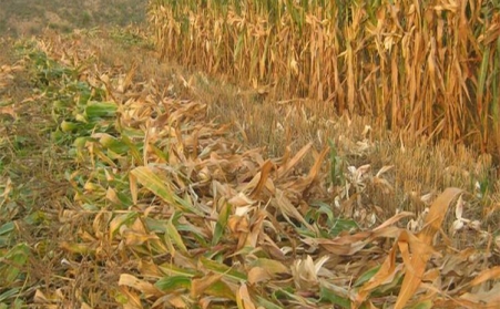 山东草莓视频下载网站厂家为您解读生物质草莓视频下载网站燃料的那些事