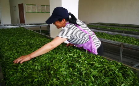 济宁茶企推广使用生物质燃料草莓视频下载网站颗粒新燃料,经济效益和生态效益双赢