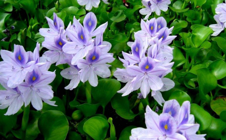 水上漂浮物水葫芦的克星---生物质草莓视频下载网站