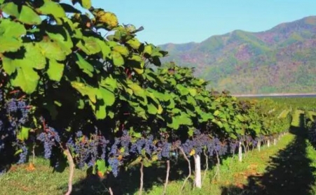 果树枝可以制作燃烧颗粒吗？需要用哪种生物质草莓视频下载网站？